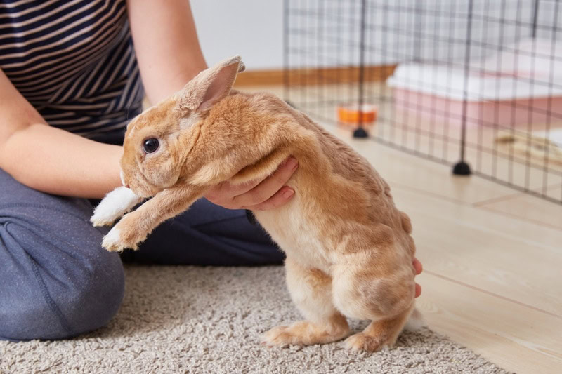 rex rabbit held by owner