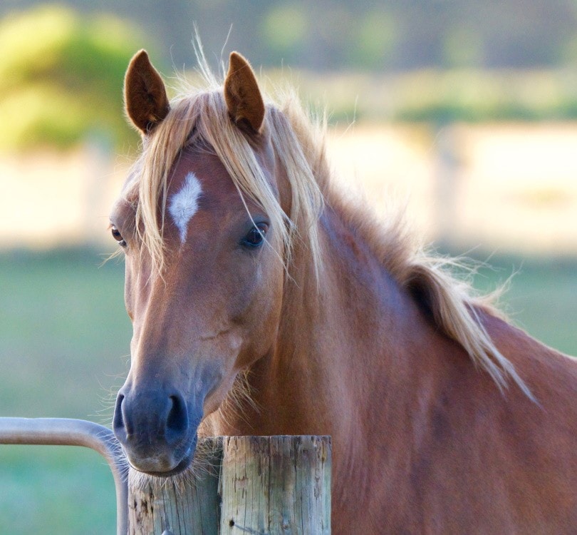 riding pony_CarolineJoinsSentences_ Shutterstock