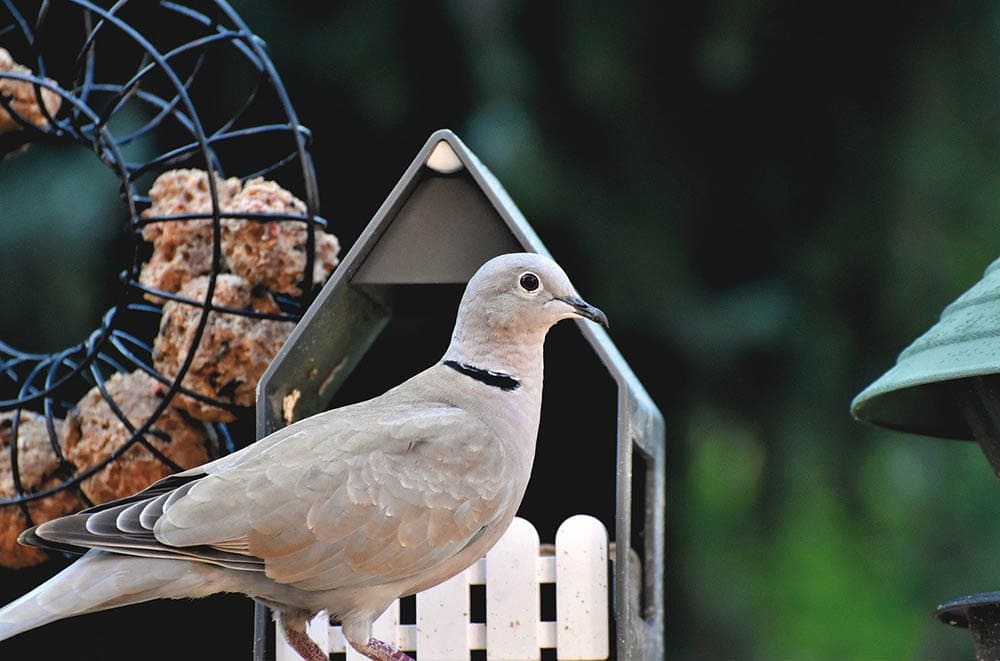 ringneck dove
