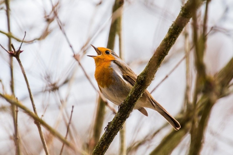robin on tree branch