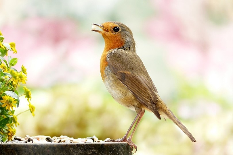 robin picking with beak