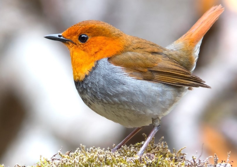 robin