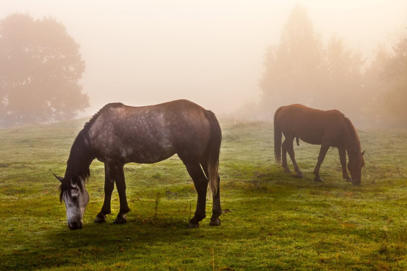 rocky mountain horse