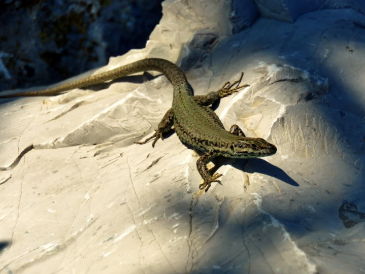 rodonia tegu_Piqsels