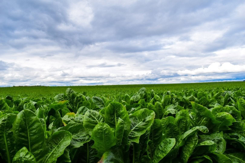 romaine lettuce_Hundankbar_Pixabay