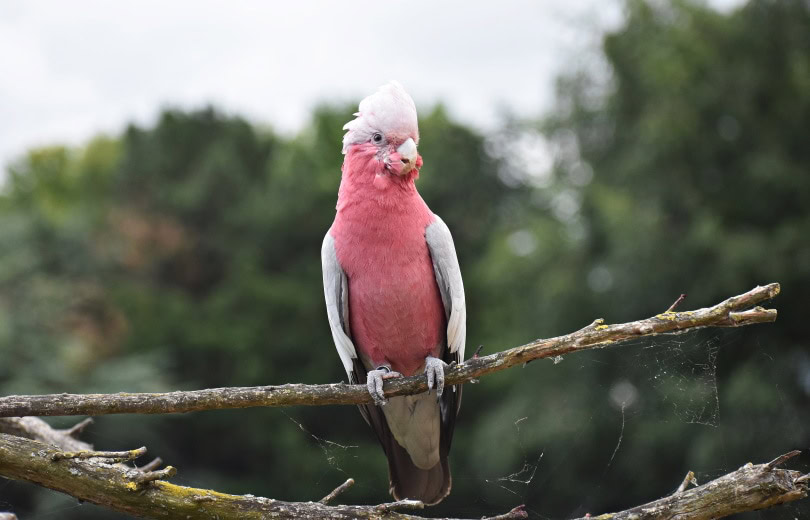 rose breasted cockatoo