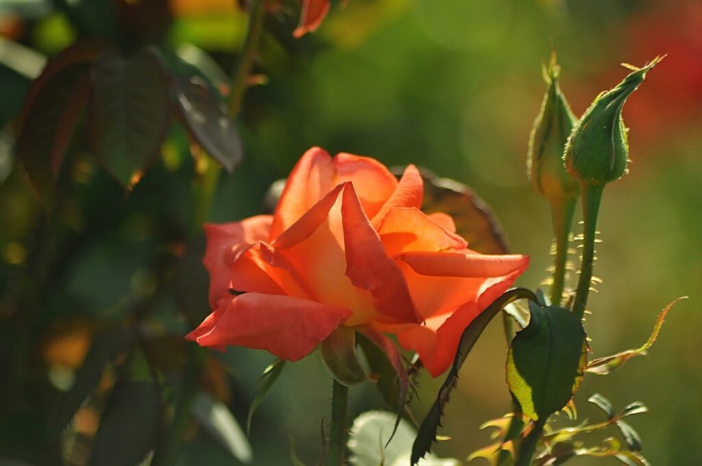 rose bushes