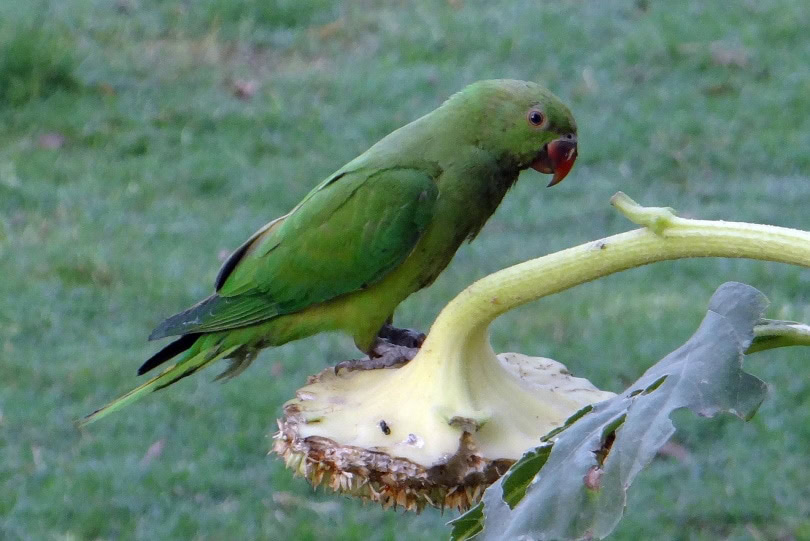 rose ringed parakeet