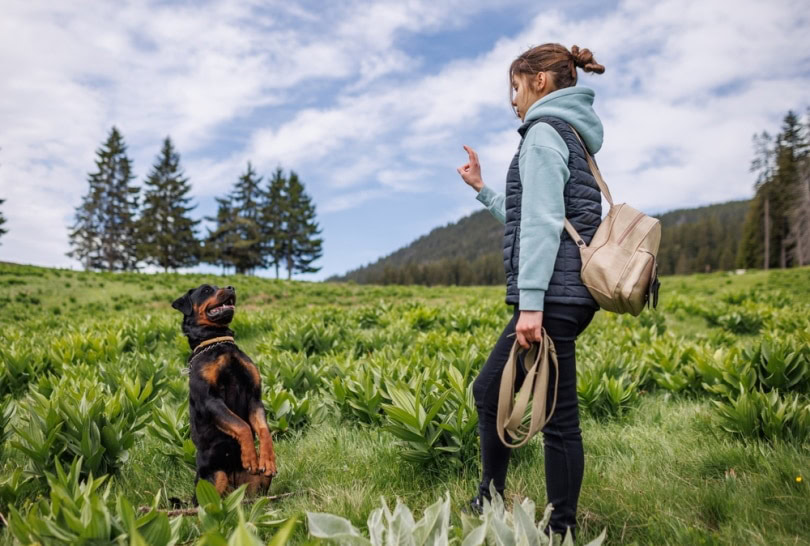 rottweiler training outdoor