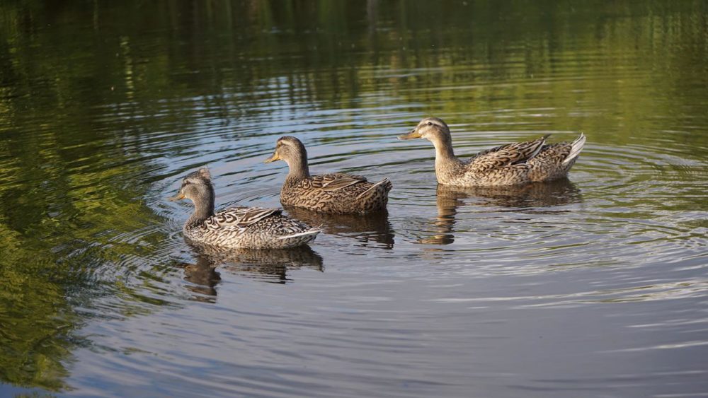 rouen duck