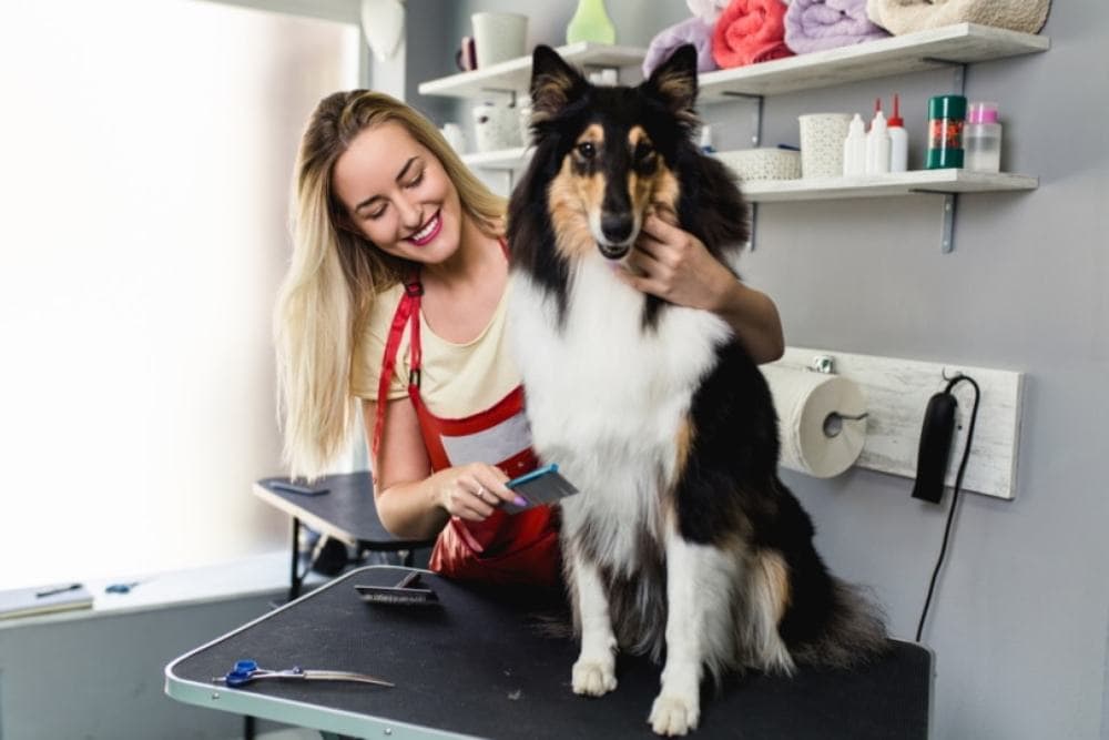 rough-collie-grooming