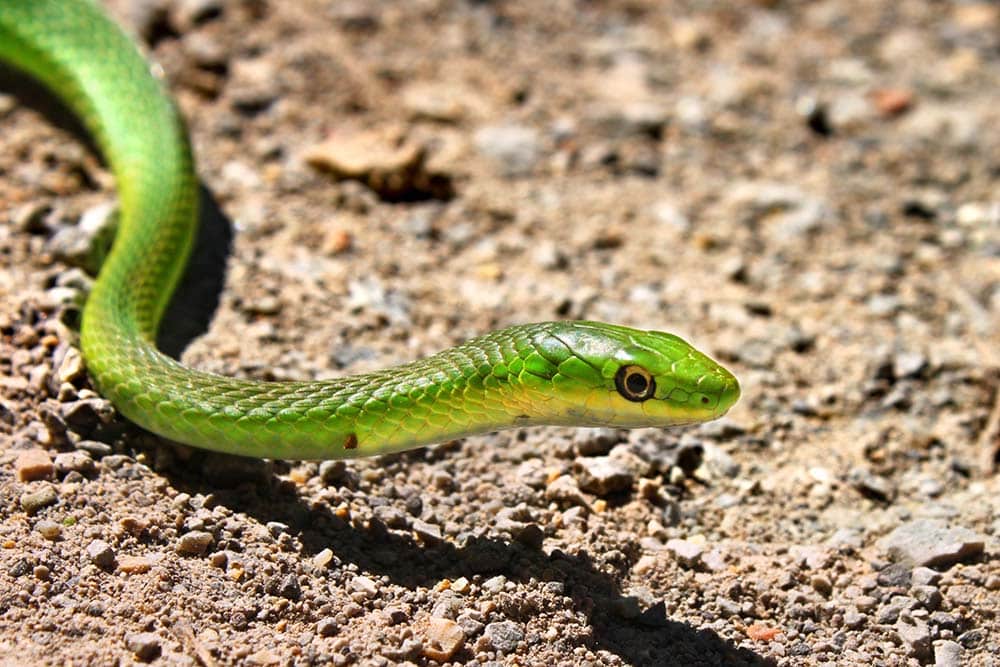 Rough Green Snake