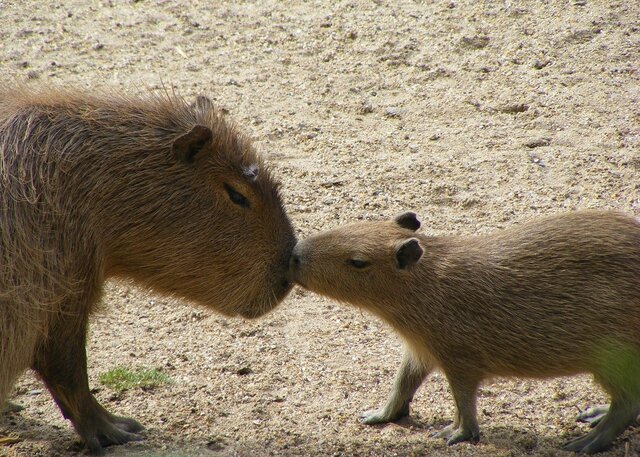 capybara and baby pixabay outside