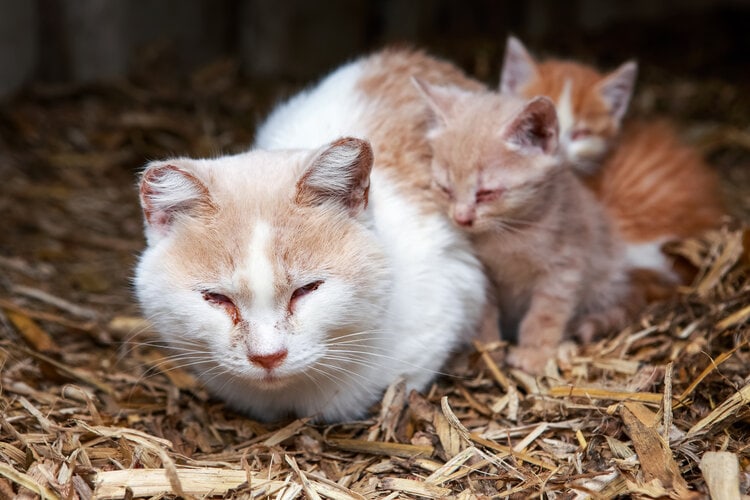 Sick queen with kittens