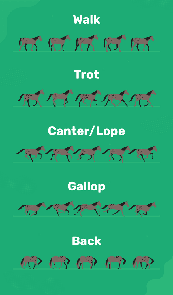 horse gait chart