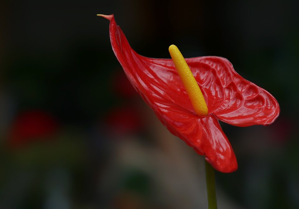calla lilly
