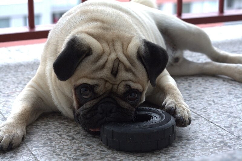 male pug