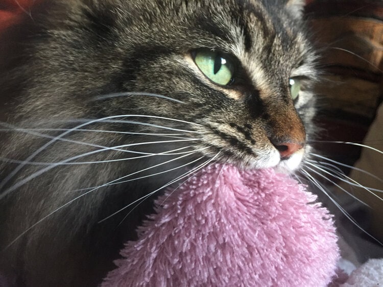 cat suckling on blanket
