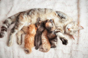 cat feeding kittens