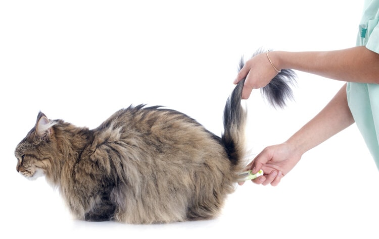 cat body temperature
