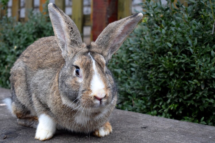 flemish giant rabbit