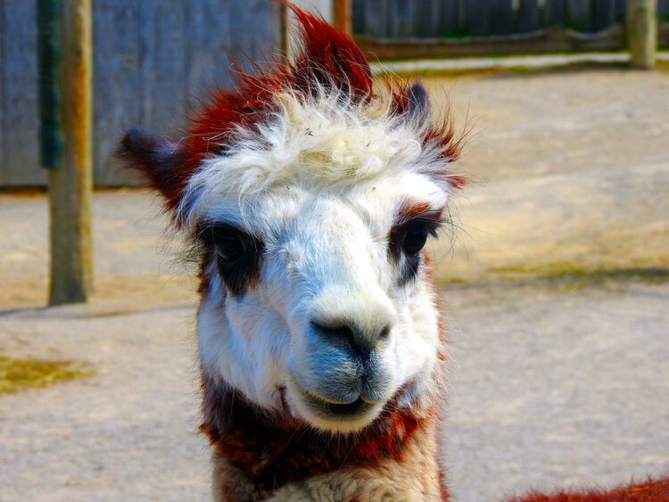 Huarizo closeup