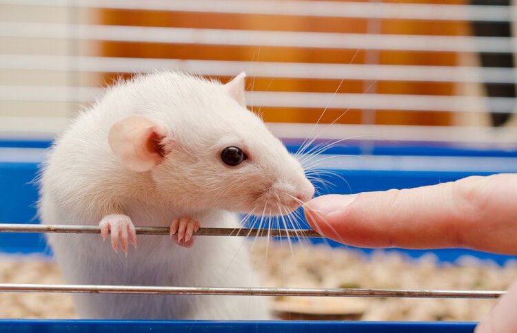 cute white rat in cage