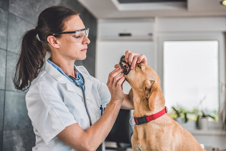 Dog dental