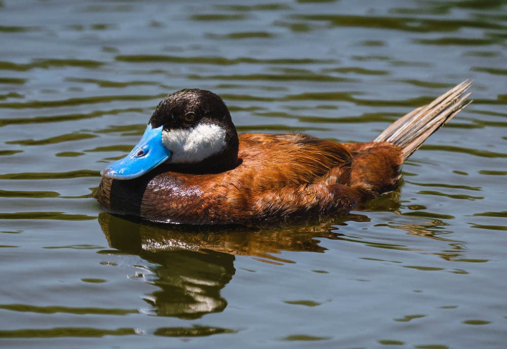 Ruddy blue bill duck