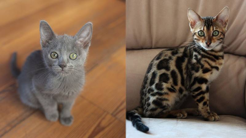russian blue and bengal kittens