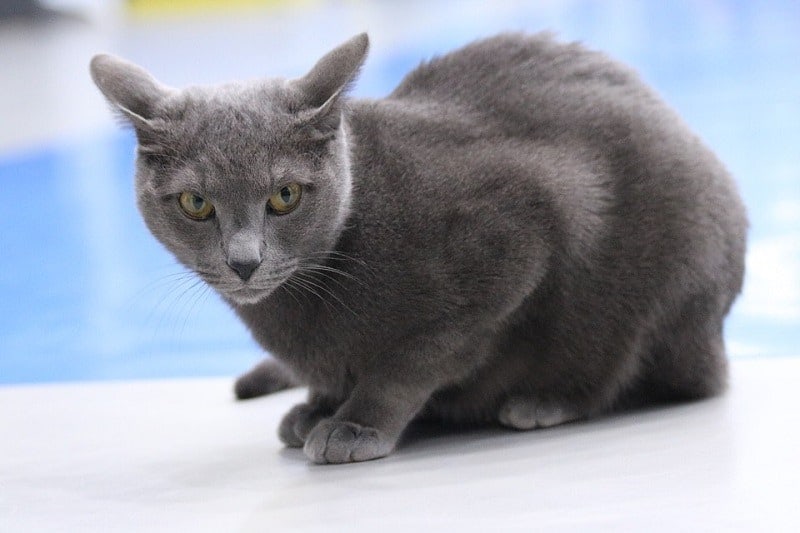 russian blue cat