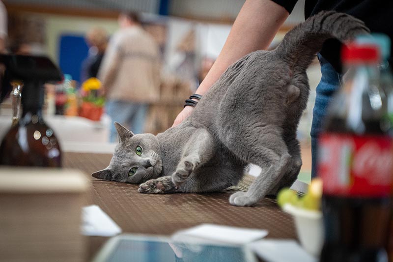 russian blue cat posing in the camera