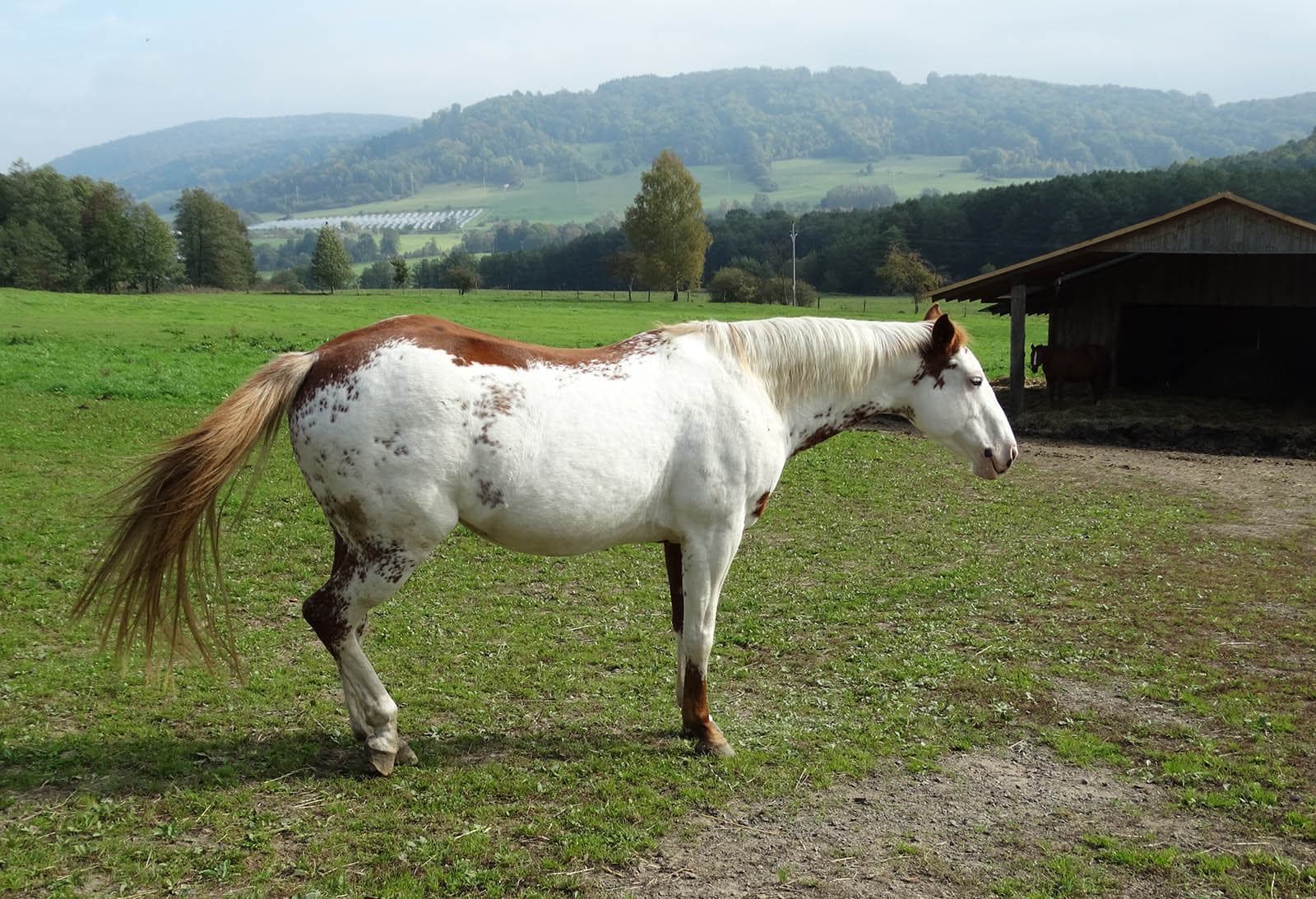 sabino horse