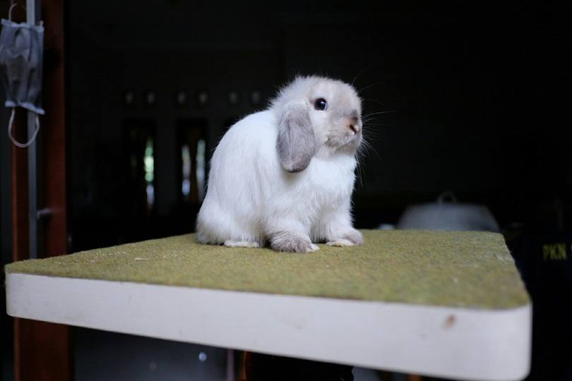 sable-point-junior-doe-holland-lop-rabbit_Dody-Suwerman_shutterstock