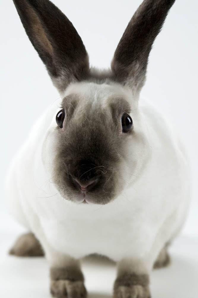 sable point rex rabbit