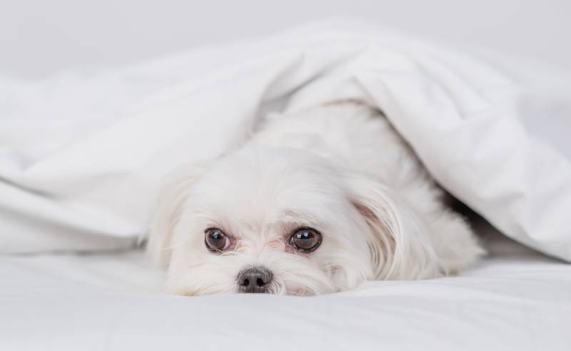Sad Maltese