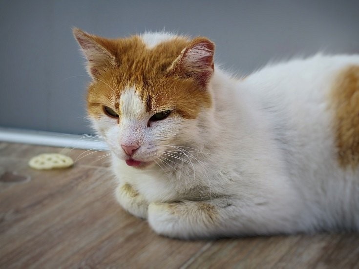 sad cat