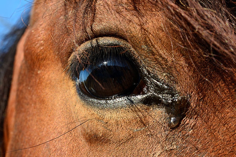 sad horse teared