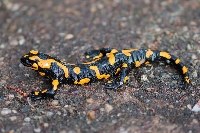 salamander on the dirt