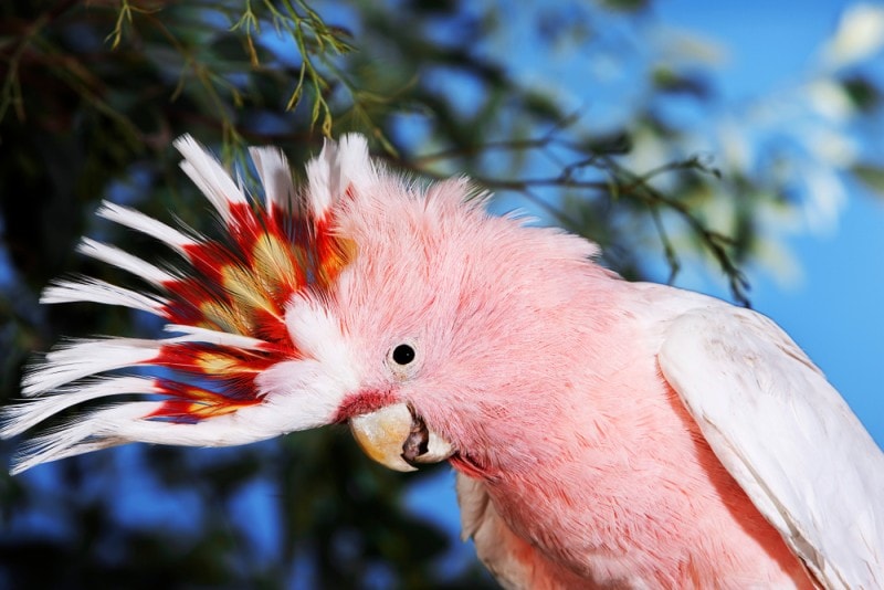 major mitchell's cockatoo