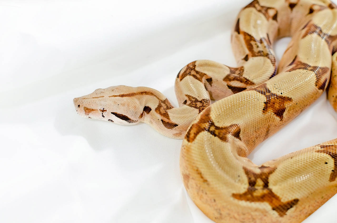 salmon jungle boa