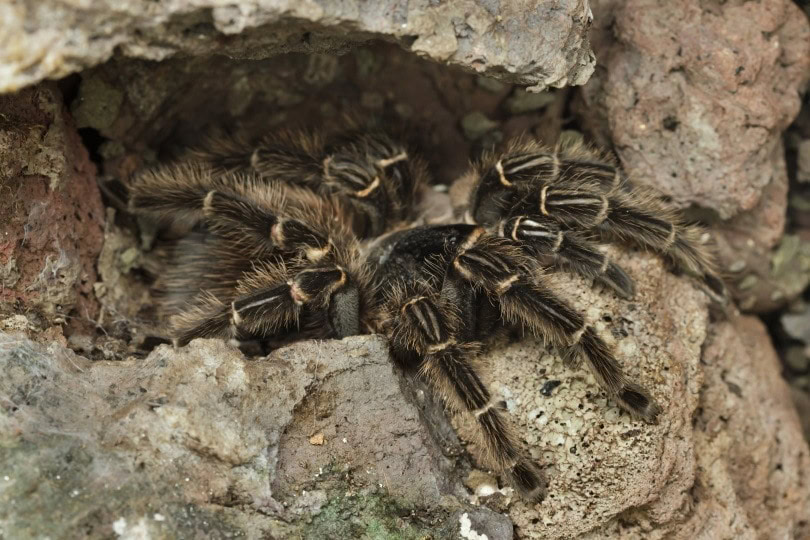 salmon pink birdeater tarantula_Vladimir Wrangel_Shutterstock