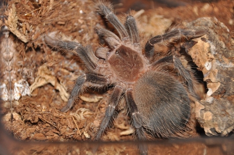 salmon pink tarantula_Rares_Reptilis_Shutterstock