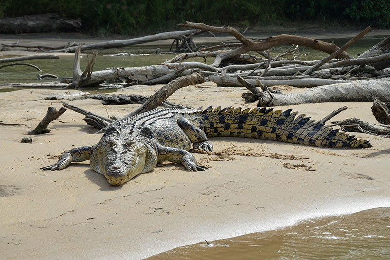 saltwater crocodile in the wild