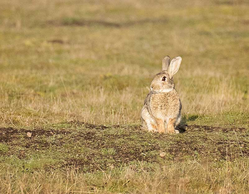 san juan rabbit in the fields
