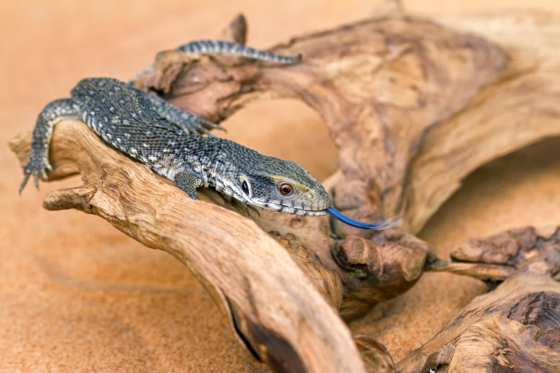 savannah monitor