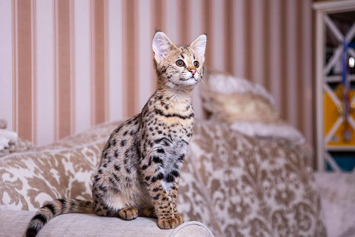 savannah on the couch