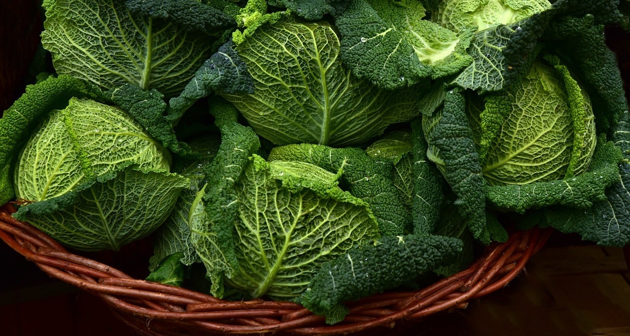 savoy cabbages