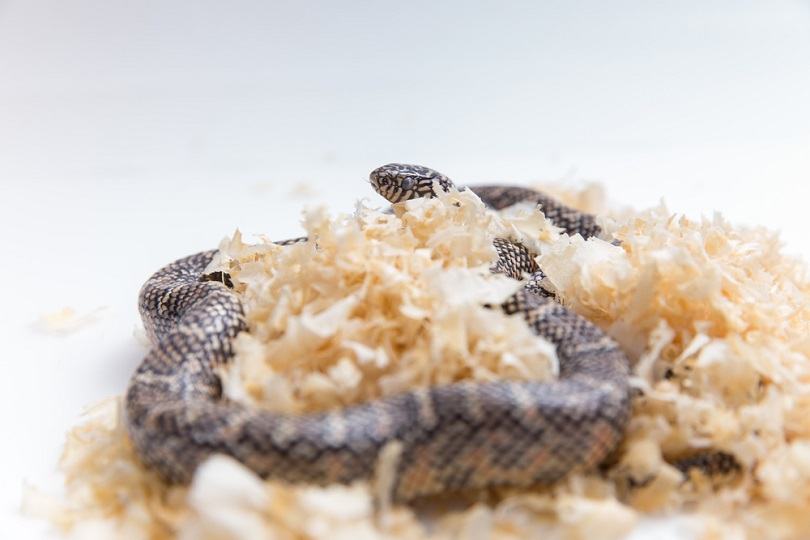 saw dust for snake bedding_Left Handed Photography_shutterstock