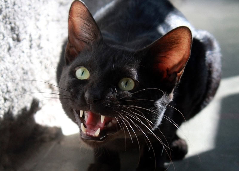 scared black cat hissing, vocalizing